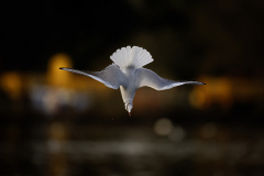 Wildlife photographer Paul McDougall