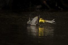 Wildlife photographer Paul McDougall