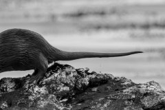 Wildlife photographer Paul McDougall