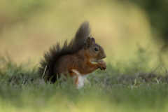 Wildlife photographer Paul McDougall