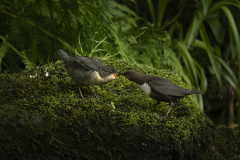 Wildlife photographer Paul McDougall