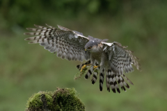 Wildlife photographer Paul McDougall
