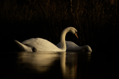 Wildlife photographer Paul McDougall