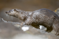 Wildlife photographer Paul McDougall