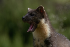 Wildlife photographer Paul McDougall