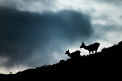 Wildlife photographer Paul McDougall