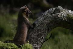 Wildlife photographer Paul McDougall