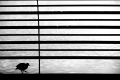 Wildlife photographer Paul McDougall