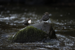 Wildlife photographer Paul McDougall
