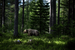 Wildlife photographer Paul McDougall