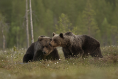 Wildlife photographer Paul McDougall