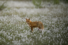 Wildlife photographer Paul McDougall