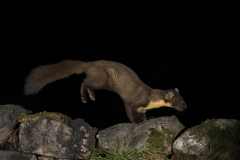 Wildlife photographer Paul McDougall