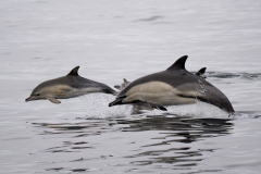 Wildlife photographer Paul McDougall