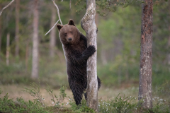 Wildlife photographer Paul McDougall