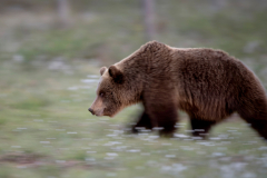 Wildlife photographer Paul McDougall