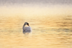 Wildlife photographer Paul McDougall