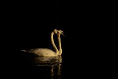 Wildlife photographer Paul McDougall