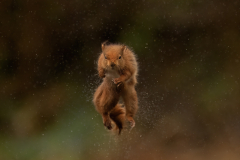 Wildlife photographer Paul McDougall