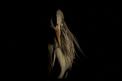 Wildlife photographer Paul McDougall