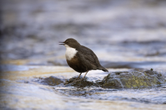 Wildlife photographer Paul McDougall