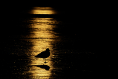 Wildlife photographer Paul McDougall