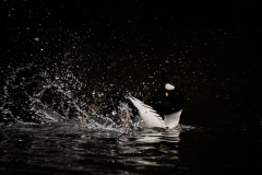 Wildlife photographer Paul McDougall