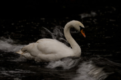 Wildlife photographer Paul McDougall