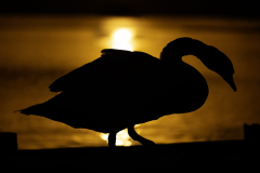 Wildlife photographer Paul McDougall