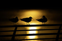 Wildlife photographer Paul McDougall