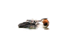 Wildlife photographer Paul McDougall