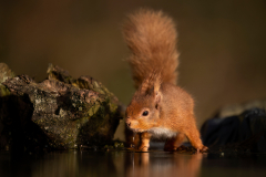 Wildlife photographer Paul McDougall