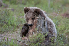 Wildlife photographer Paul McDougall