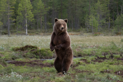 Wildlife photographer Paul McDougall