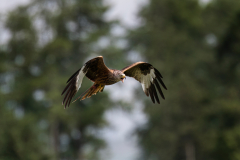 Wildlife photographer Paul McDougall