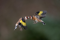 Wildlife photographer Paul McDougall