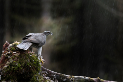 Wildlife photographer Paul McDougall