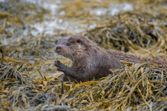 Wildlife photographer Paul McDougall