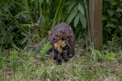Wildlife photographer Paul McDougall