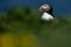 Wildlife photographer Paul McDougall