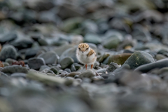 Wildlife photographer Paul McDougall