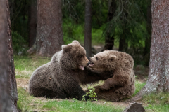 Wildlife photographer Paul McDougall