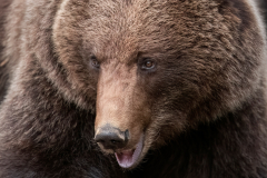 Wildlife photographer Paul McDougall