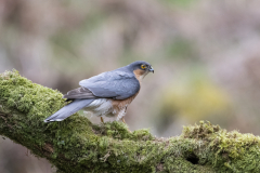 Wildlife photographer Paul McDougall