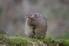 Wildlife photographer Paul McDougall