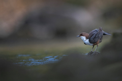 Wildlife photographer Paul McDougall