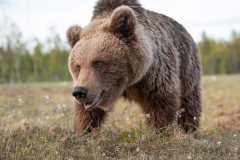 Wildlife photographer Paul McDougall