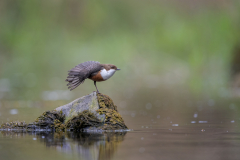 Wildlife photographer Paul McDougall