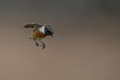 Wildlife photographer Paul McDougall