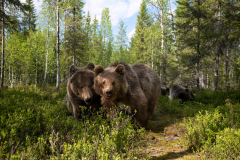 Wildlife photographer Paul McDougall
